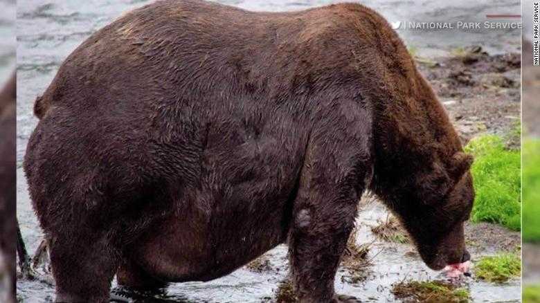 Ginger bear plow